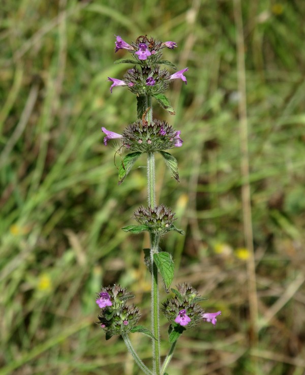 Clinopodium vulgare